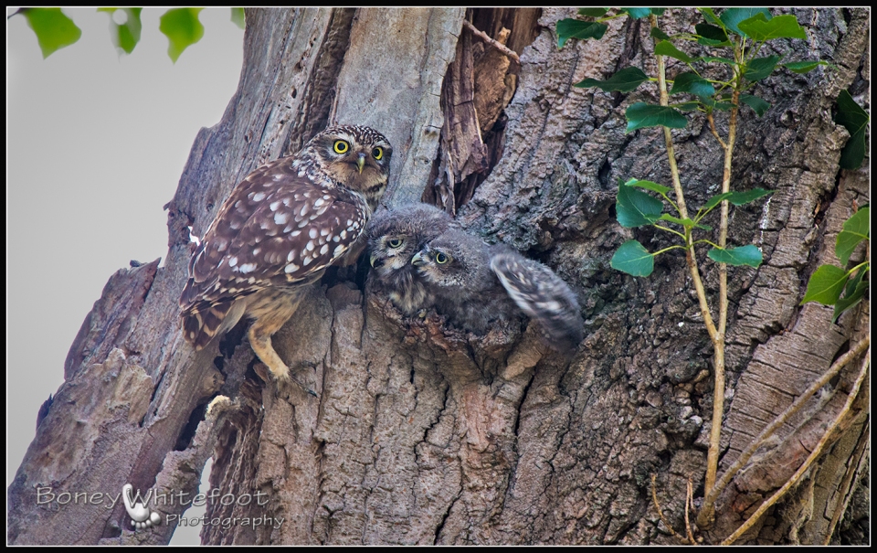 a mother with her two Little Owl chicks
